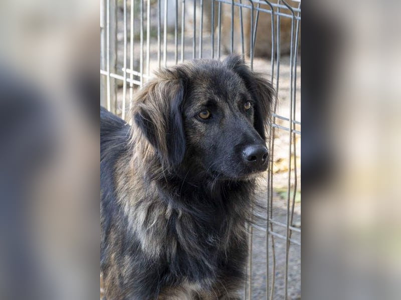 Wunderschöner ZEUS-sucht sehnsüchtig sein liebevolles Für-immer-Zuhause