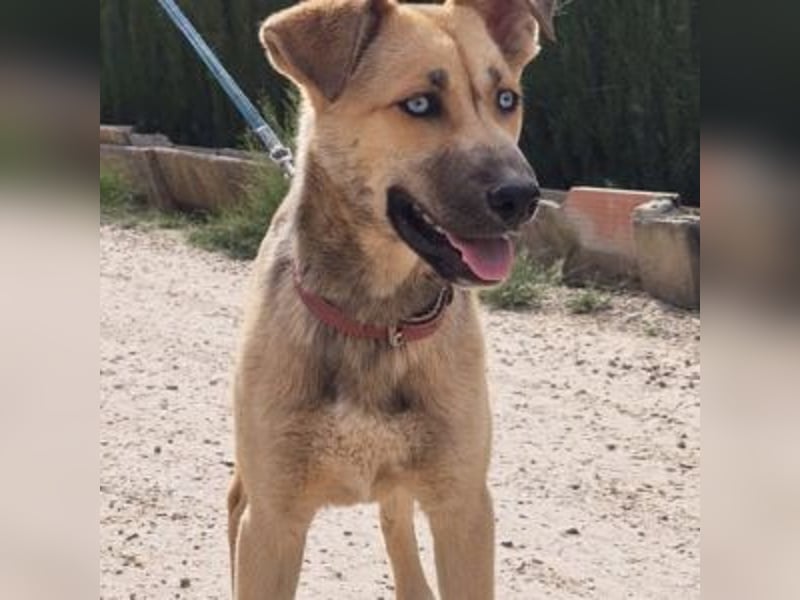 SAMIRA-zarte Schmusehündin sucht liebevolles Zuhause