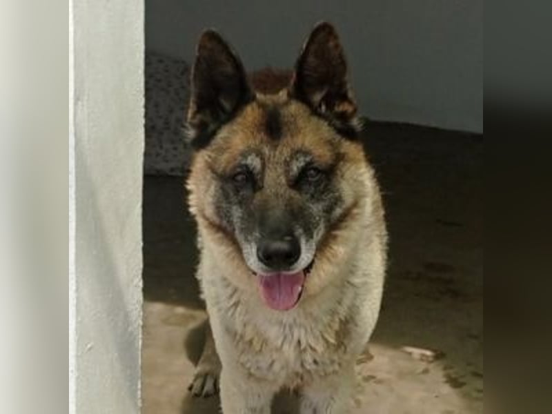 ELVIS-Schmusebär mit Entdeckerherz sucht Familienanschluss