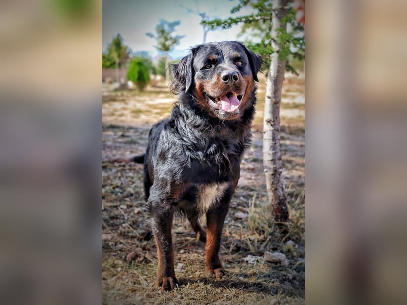 BEAR-sucht Menschen, die ihm Stabilität, Geborgenheit und eine Aufgabe geben