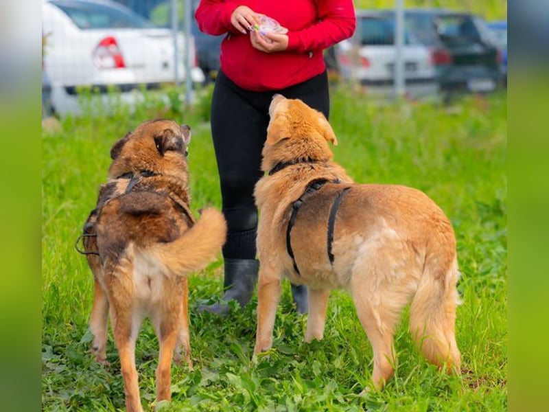 LORIEN - vorsichtiger Herzenshund sucht Menschen mit Geduld und Liebe