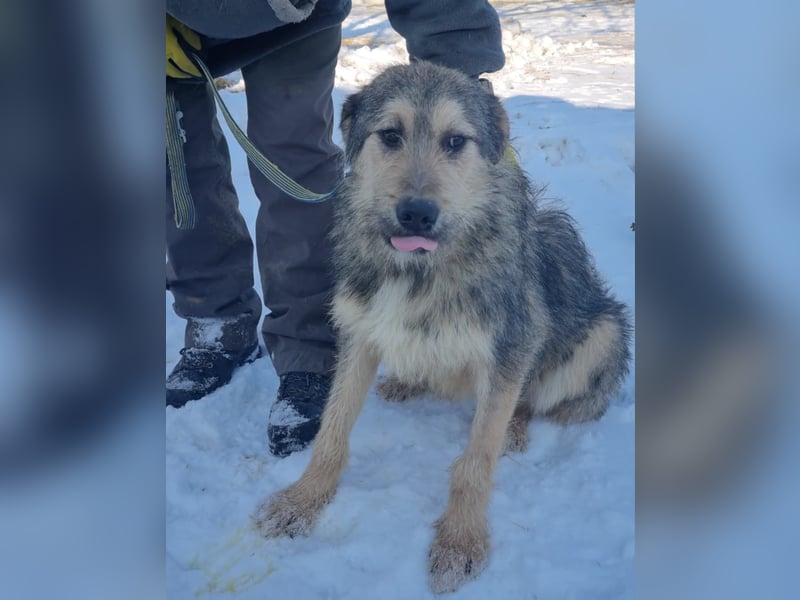 MILO-freundlicher Charmeur, Seelenhund bereit sein Herz an seine liebevolle Familie zu verschenken