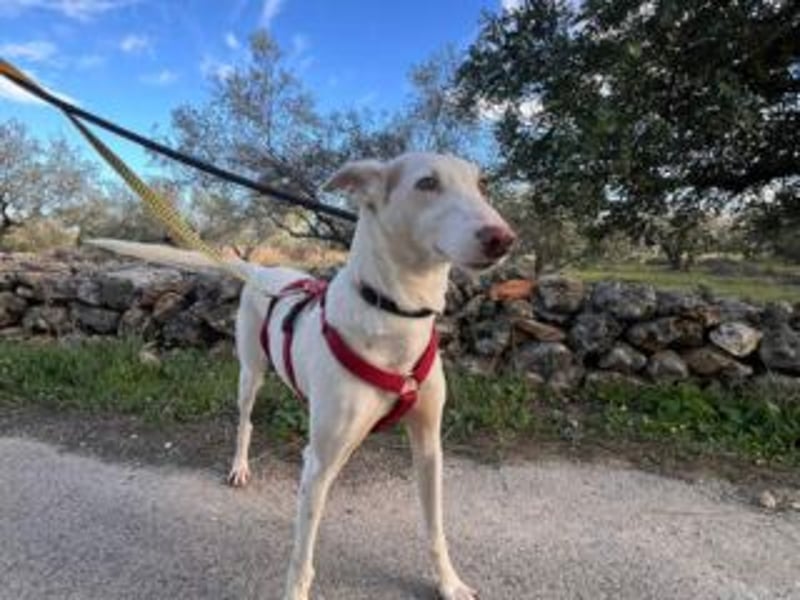 ALONSO-unglaublich liebevoller und sanfter Hund