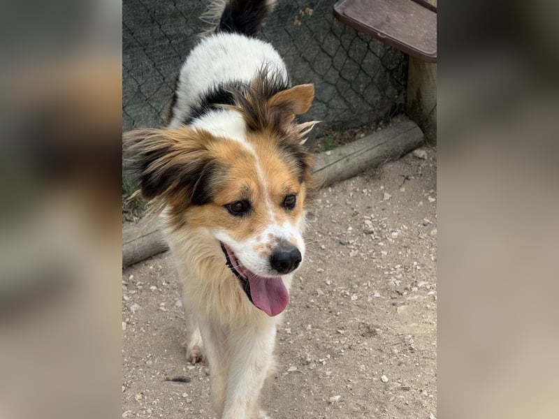 LOKI-fröhlicher, unkomplizierter Begleiter sucht sein liebevolles "Für-immer-Zuhause"