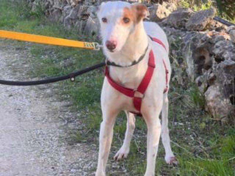 ALONSO-unglaublich liebevoller und sanfter Hund