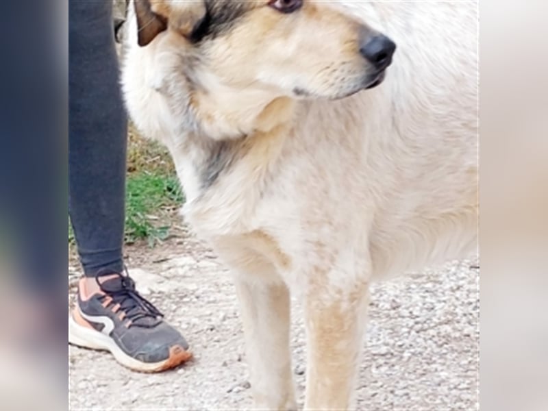 TOBITO- freundlicher, liebevoller Bub sucht Plätzchen