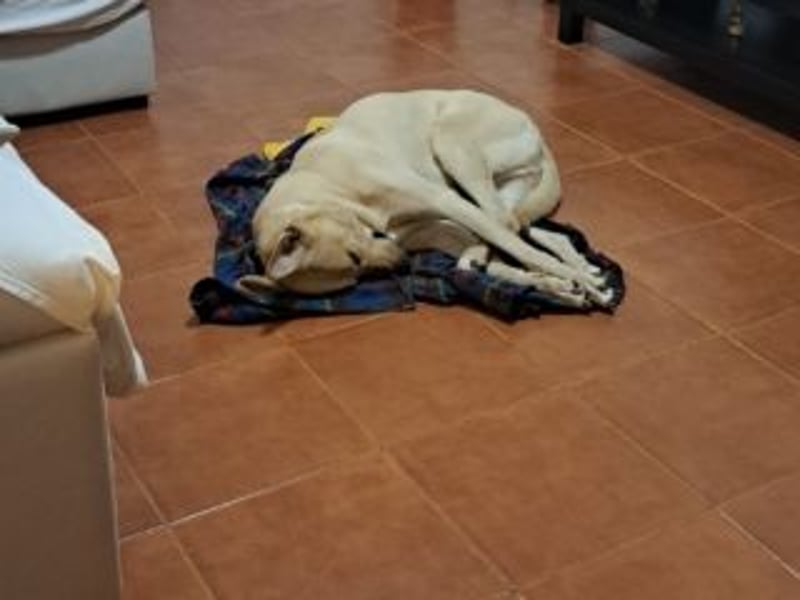 LION-kennt das Leben in einer Familie und vermisst es- bist du sein neues "Für-immer-Zuhause"?