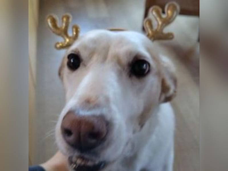 NEKO-fröhlicher, aktiver Begleiter, der gerne draußen unterwegs ist