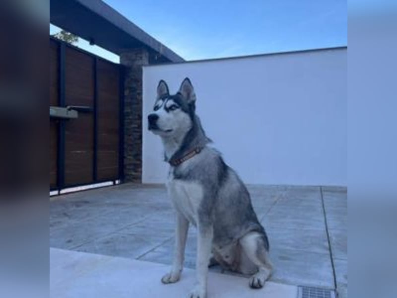 HELA-Sibirian Husky-Liebhaber und solche, die es werden wollen: aufgepasst!