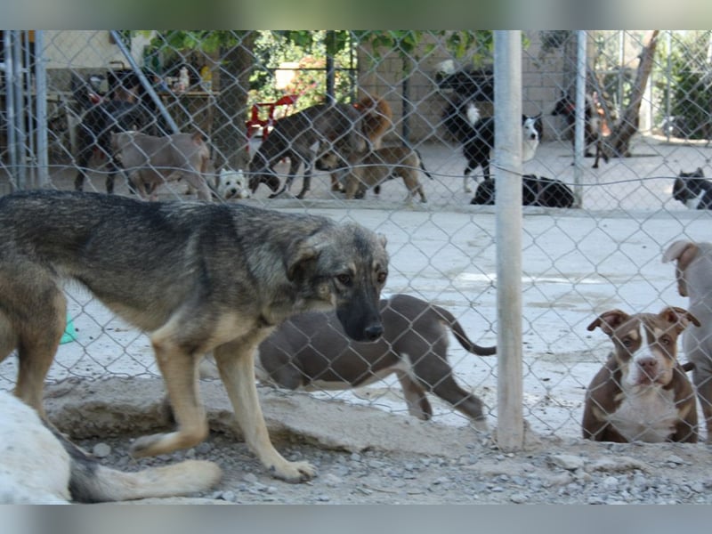 MULAN-sucht ein Zuhause mit sehr geduldigen und einfühlsamen Menschen