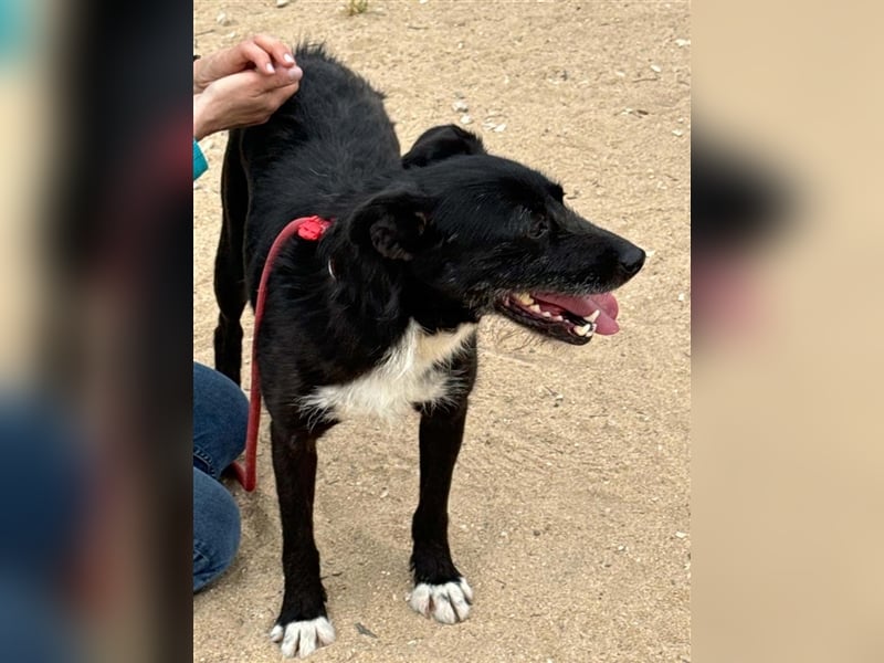 BRIGADEIRO-everybodys darling, liebenswert, freundlich, sehnt sich nach menschlicher Nähe