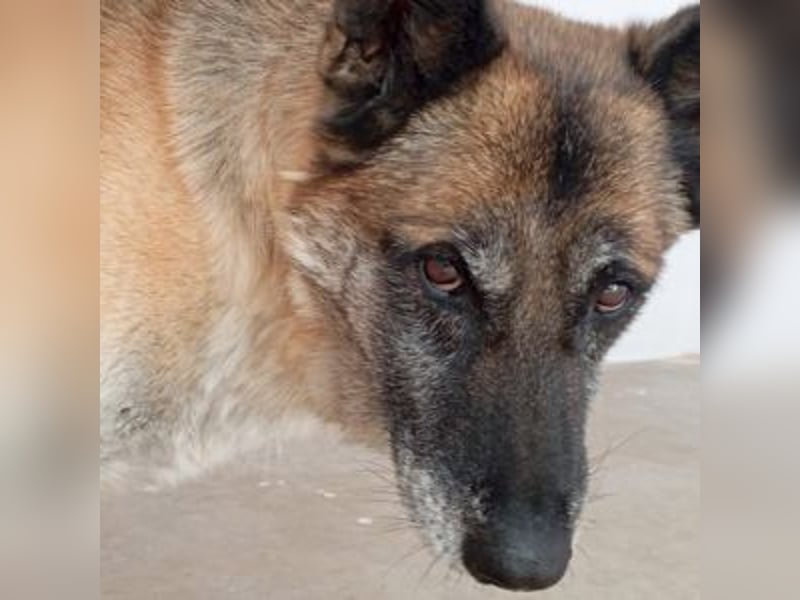 ELVIS-Schmusebär mit Entdeckerherz sucht Familienanschluss