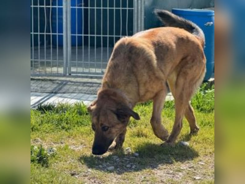 ZARA-eine ganz besondere Hündin mit einer bewegenden Geschichte