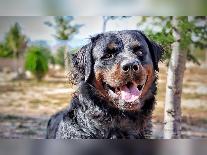 BEAR-sucht Menschen, die ihm Stabilität, Geborgenheit und eine Aufgabe geben