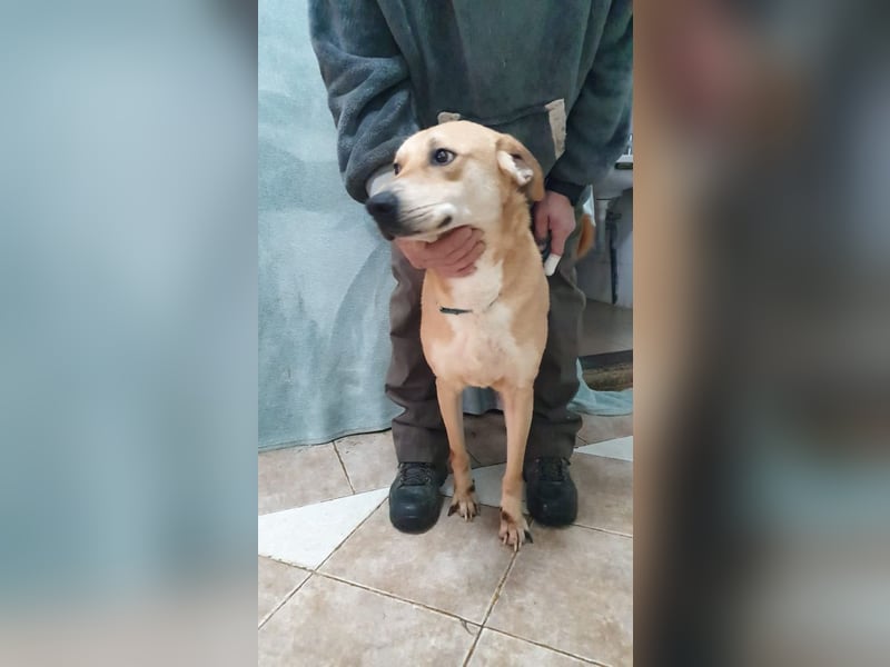 BAXTER-sehr menschenfreundlich und zutraulich wartet er sehnsüchtig auf sein liebevolles Zuhause