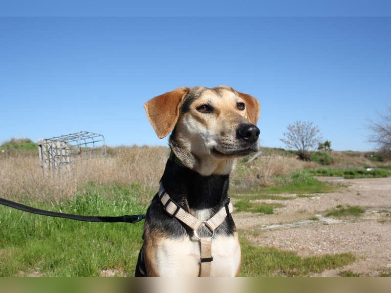 SOMBRA-lieb, sanftmütig, anhänglich und auf der Suche nach liebevoller Für-immer-Familie