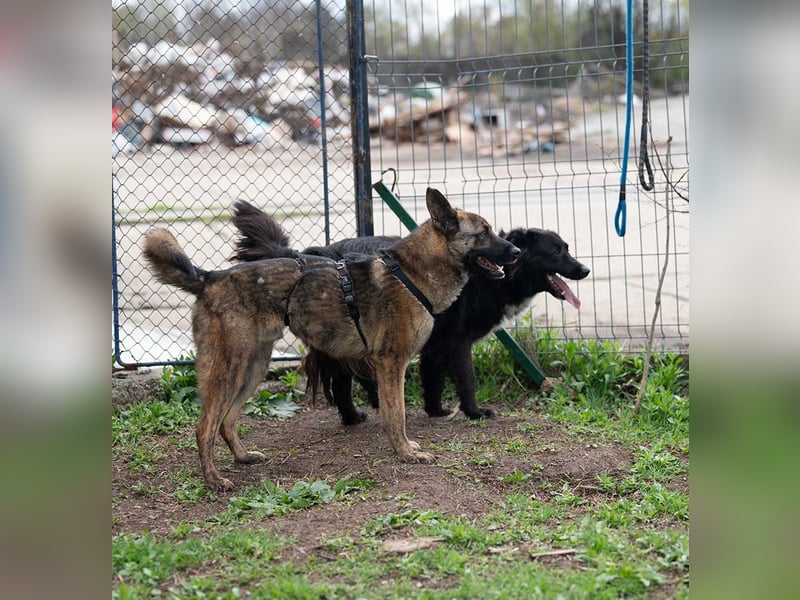 MULAN-liebe, freundliche, ruhige und ausgeglichene Hündin