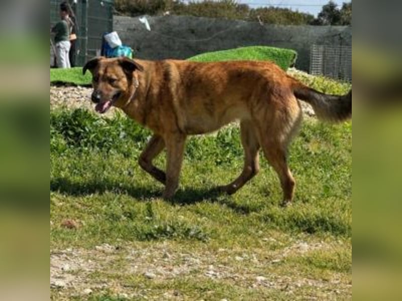 ZARA-eine ganz besondere Hündin mit einer bewegenden Geschichte