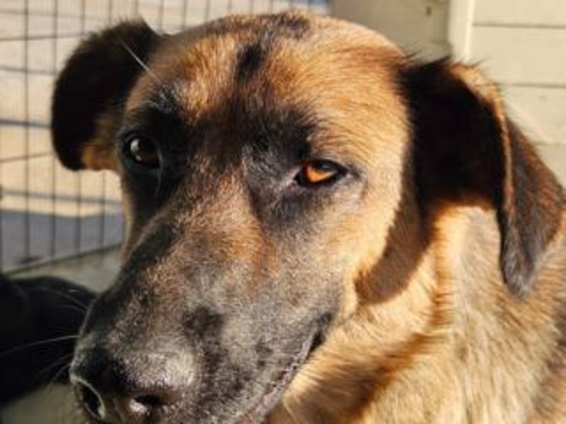 BLAYA-stolz, intelligent und zugleich unglaublich liebevoll