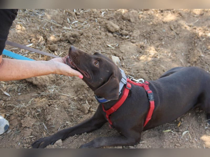 CHOCOLATE-sucht Familie die ihm Liebe und Geborgenheit schenkt-er hat es sie  verdient