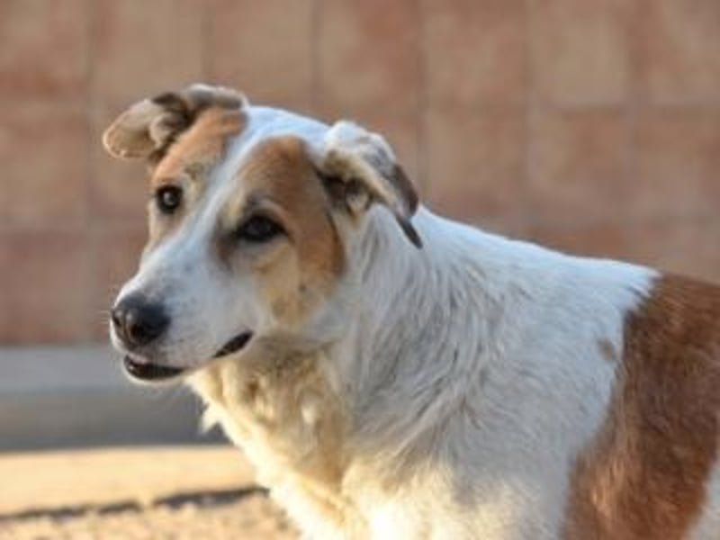 Seelenhündin INDILA-liebe,herzensgute Hündin die ihre Menschen mit Sicherheit glücklich machen wird.