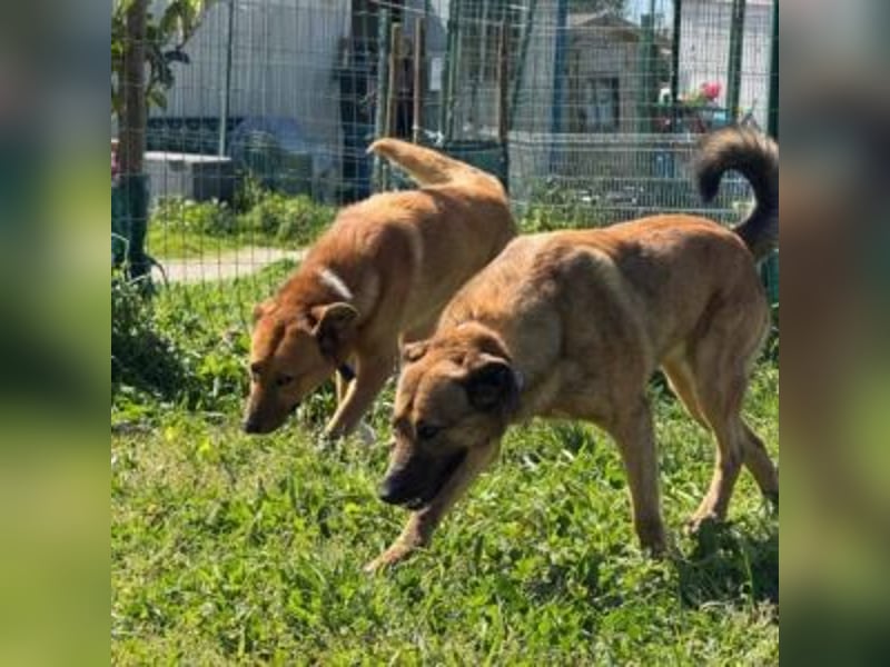 ZARA-eine ganz besondere Hündin mit einer bewegenden Geschichte