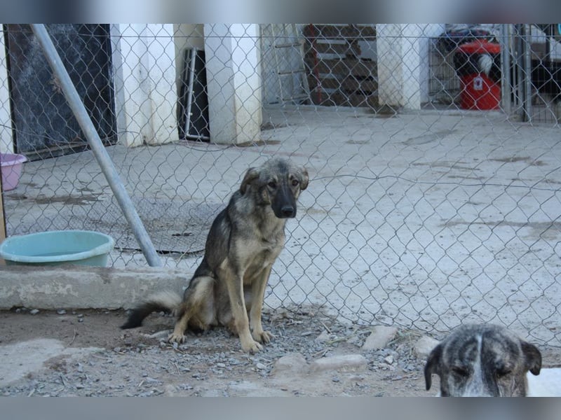 MULAN-sucht ein Zuhause mit sehr geduldigen und einfühlsamen Menschen