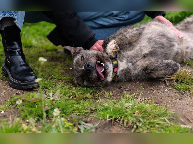 TIARA-sonniges Gemüt, treue, anhängliche Hündin