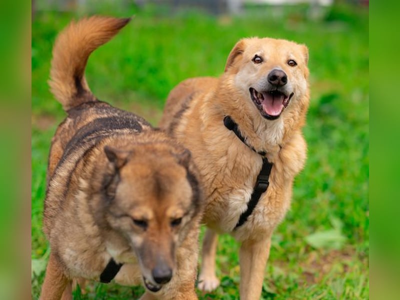 LORIEN - vorsichtiger Herzenshund sucht Menschen mit Geduld und Liebe