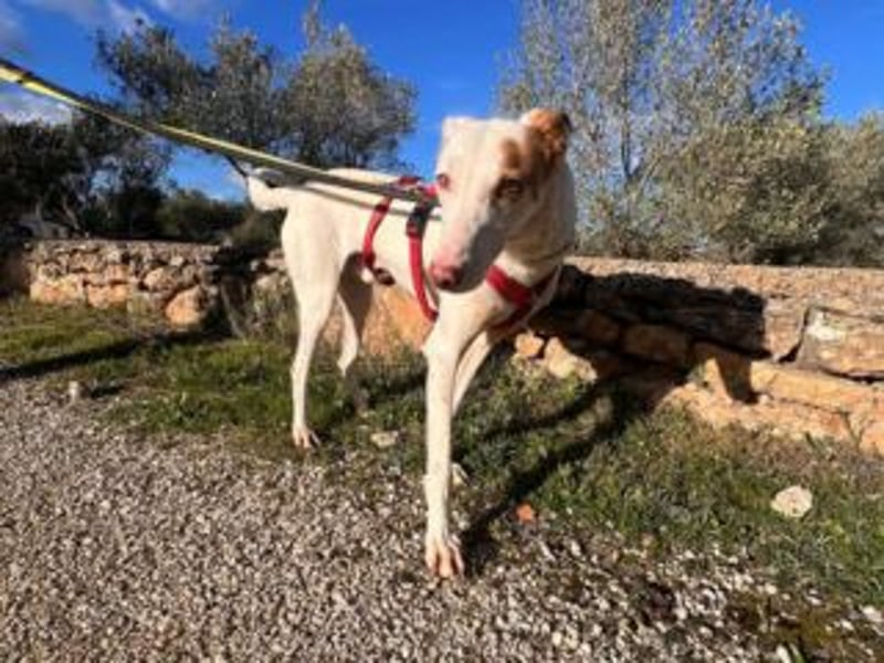 ALONSO-unglaublich liebevoller und sanfter Hund