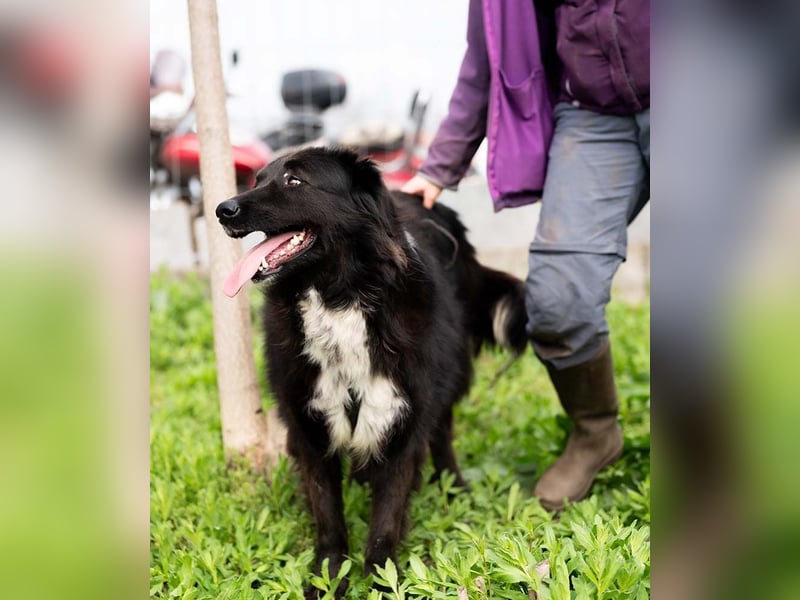 MULAN-liebe, freundliche, ruhige und ausgeglichene Hündin