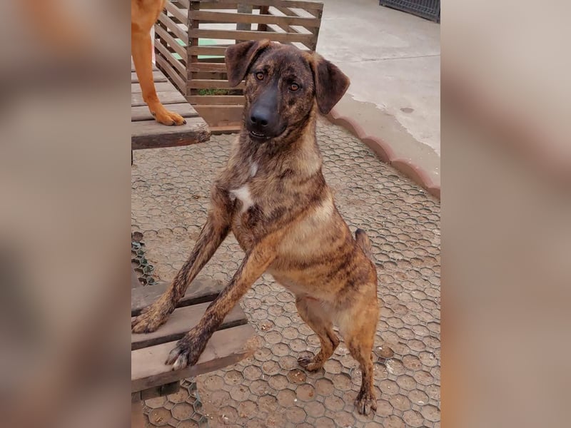 Wunderschöne BRUNA-freundlich zu Mensch und Hund, wartet sehnsüchtig auf ihre liebevolle  Familie