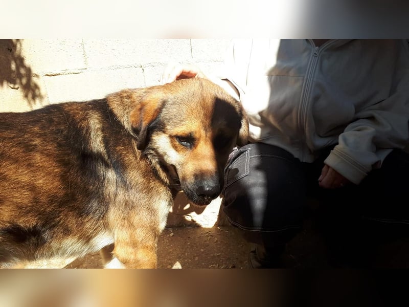 SIBILO - treuer Hundemann