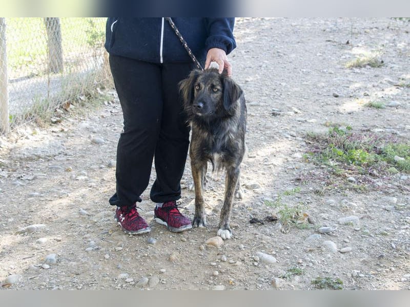 Wunderschöner ZEUS-sucht sehnsüchtig sein liebevolles Für-immer-Zuhause