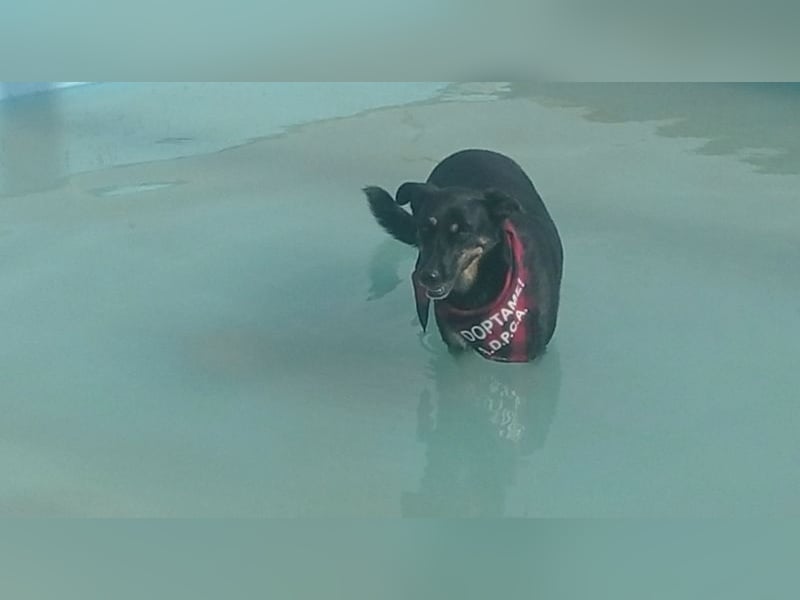 LUCA - Liebe, Vertrauen und … Wasser braucht Luca, um glücklich im liebevollen Zuhause zu werden.