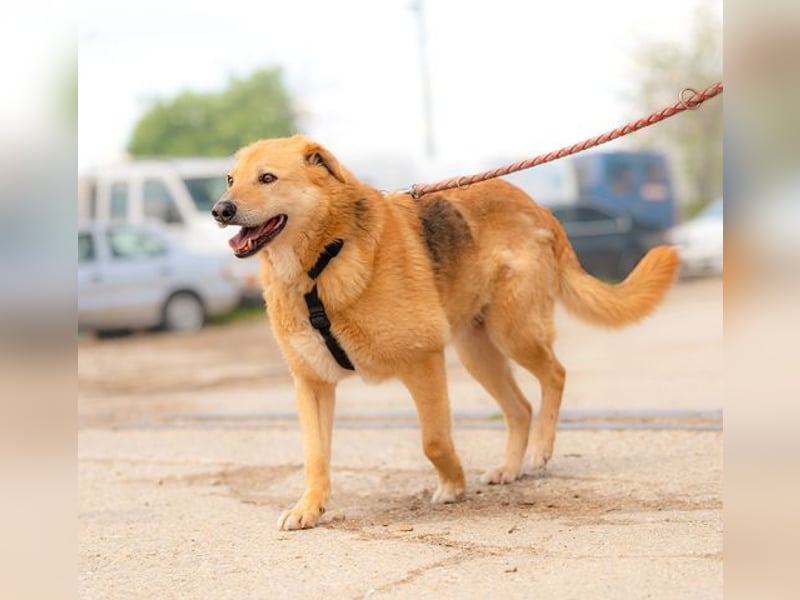 LORIEN - vorsichtiger Herzenshund sucht Menschen mit Geduld und Liebe