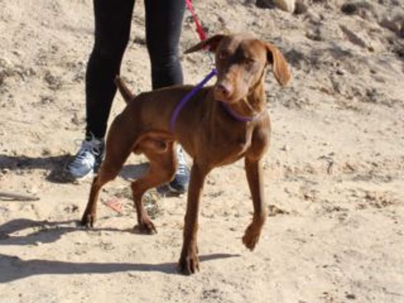 NANDO-kleiner Braco-Charmeur mit großem Herz sucht sein Zuhause