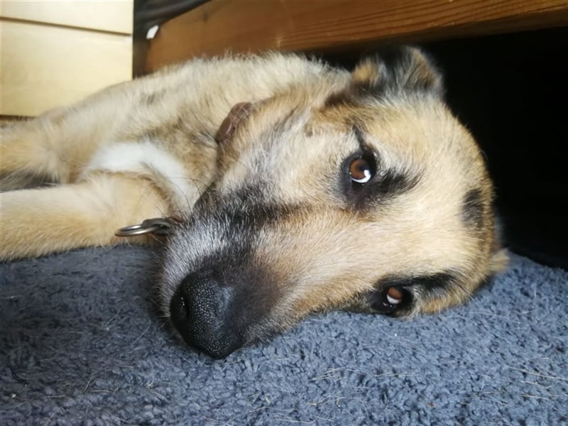 Perez – liebt Streicheleinheiten und wartet in 79837 St Blasienn auf dich