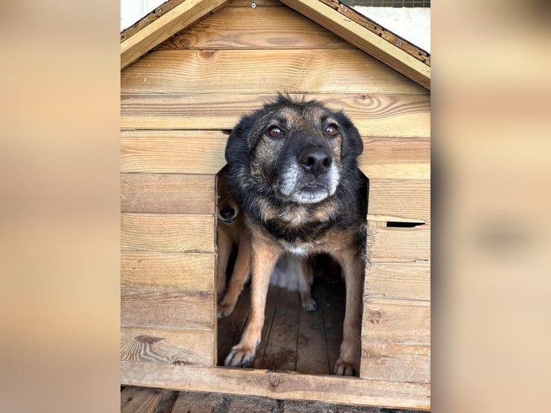 CLARENCE- ein Gentleman sucht liebevolles Für-immer-Zuhase
