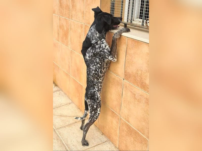 FIGARO-freundlicher, neugieriger Bub sucht liebevolles Für-immer-Zuhause