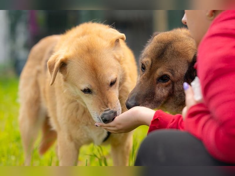 LORIEN - vorsichtiger Herzenshund sucht Menschen mit Geduld und Liebe