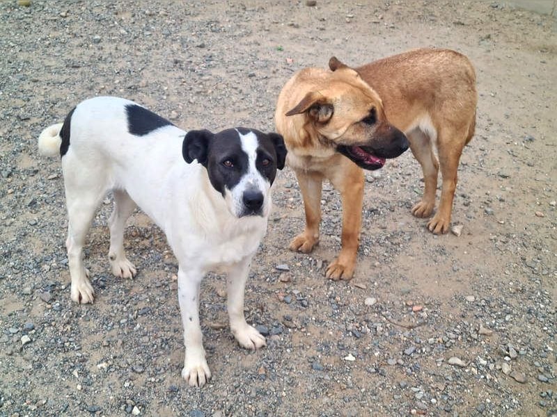 Zauberhafte GIGI-freundlich, höflich, ausgeglichen wartet auf ein schönes Zuhause