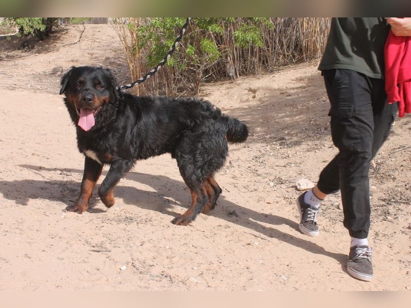 BEAR-sucht Menschen, die ihm Stabilität, Geborgenheit und eine Aufgabe geben