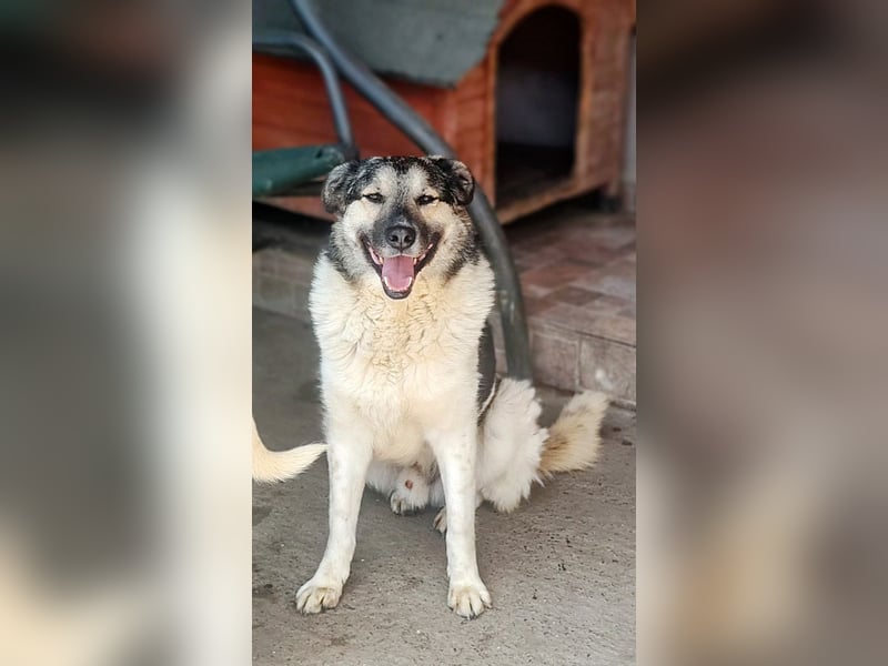 PLUTO- sanft, gesellig, freundlich, sehnt sich nach "seiner Für-immer-Familie"