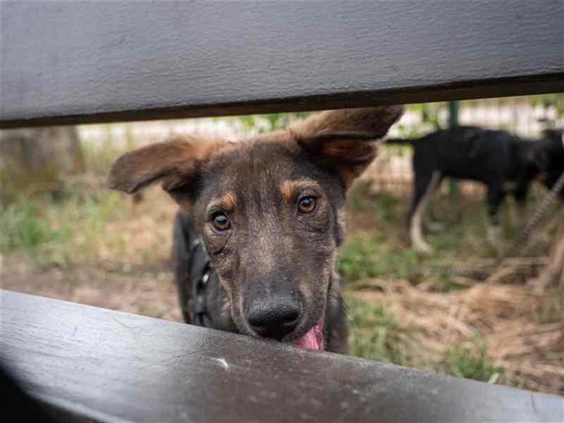 Spitfire – verspielt und aktiver Hundejunge