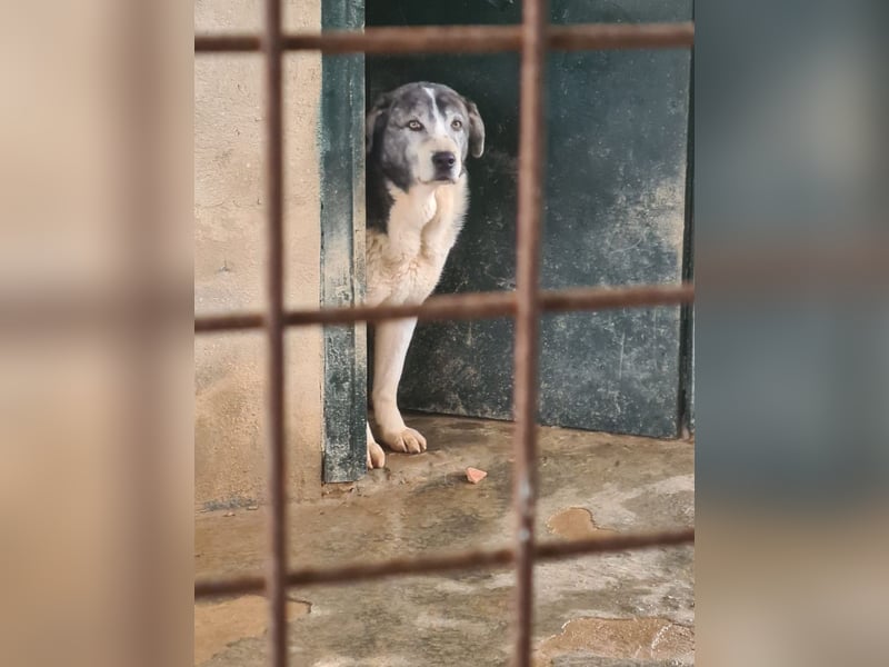 ELIOT- freundlicher, ausgeglichener Kuschelbär mit großem Herz