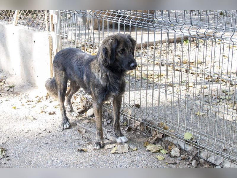 Wunderschöner ZEUS-sucht sehnsüchtig sein liebevolles Für-immer-Zuhause