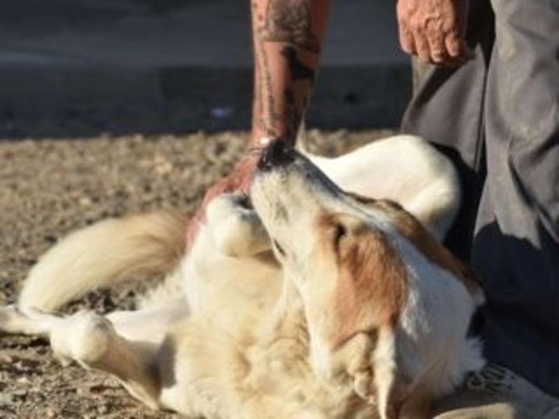 Seelenhündin INDILA-liebe,herzensgute Hündin die ihre Menschen mit Sicherheit glücklich machen wird.