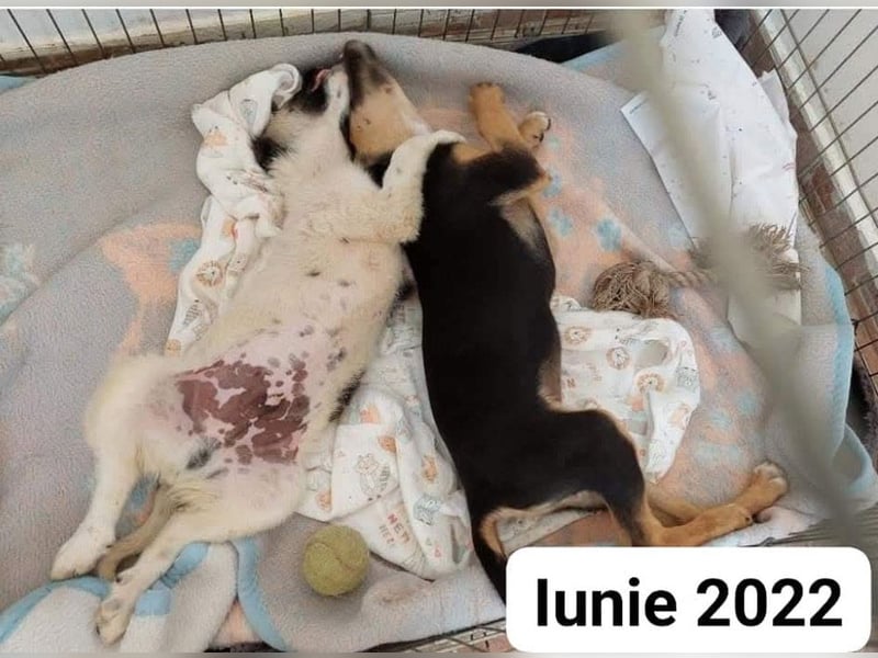 PLUTO- sanft, gesellig, freundlich, sehnt sich nach "seiner Für-immer-Familie"