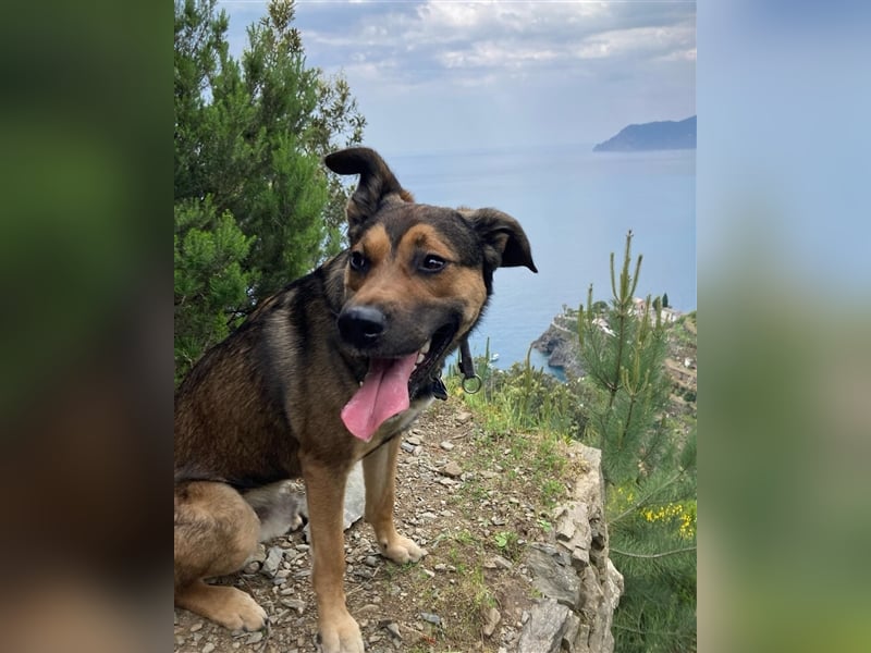 RISCO- wartet in 37115 Nesselröden (Nähe Göttingen)